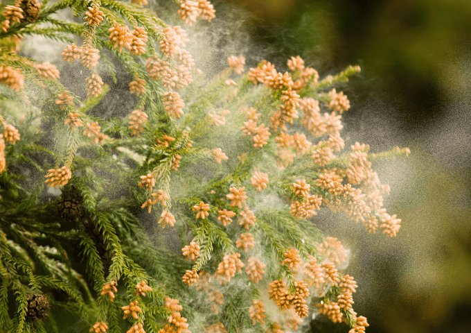 季節のストレスを住まいの工夫で軽減！リフォームで出来る花粉症対策について