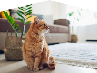 大切な存在と心地よく暮らす住まいづくり！猫と暮らすためのリフォームについて