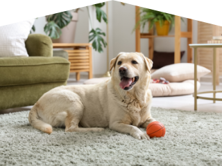 大切な存在と心地よく暮らす住まいづくり！犬と暮らすためのリフォームについて